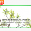 基地直銷優質綠化苗木喬木 火炬樹 火炬樹小苗 價格優惠 量大從優