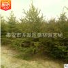 供應 紅皮云杉1-6米 紅皮密枝云杉 假青扦云杉 東北云杉價格行情
