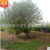 供應工程用綠化樹木 5公分紫玉蘭白玉蘭樹苗 園林綠化