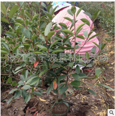 批發園林綠化工程 苗木 紅葉石楠小毛球蓬50-60大 高70-80-90