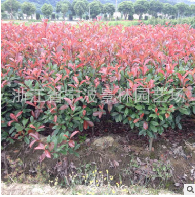供應綠化 苗木 樹苗 紅葉石楠球 冠幅80公分至1米 石楠球批發