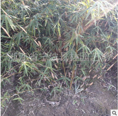 浙江寧波花木場產地批發園林綠化工程苗木慈孝竹 多規格孝順竹