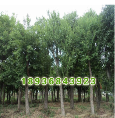供應榔榆樹綠化苗木 大小規格優質榔榆樹 易成活