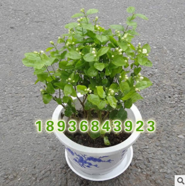 基地直銷(xiāo) 茉莉花苗 室內(nèi)觀花植物 芳香植物 茉莉花盆栽 凈化空氣