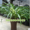 批發(fā)優(yōu)質觀花植物盆栽 蘭花 墨蘭盆栽 花中君子 高檔觀花植物