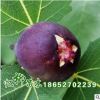 大量批發(fā)日本紫果 無(wú)花果苗 果特大 特豐產(chǎn) 抗寒性強(qiáng) 品種齊全