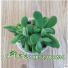 批發(fā)若歌詩(shī)多肉植物 凈化空氣 若歌詩(shī)多肉 基地直銷 量大從優(yōu)