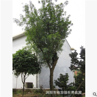 供應綠化大型喬木——欏木石楠，刺冬青，移栽欏木石楠。