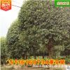 湖南桂花樹 苗木造型綠化13公分精品八月桂冠幅飽滿金桂 基地直銷