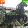 批發羅漢松 動物造型園林綠化工程用苗苗木庭院苗農種植 基地直銷