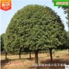 批發湖南桂花樹 10至12公分精品丹桂桂花苗庭院綠化苗木 基地直銷