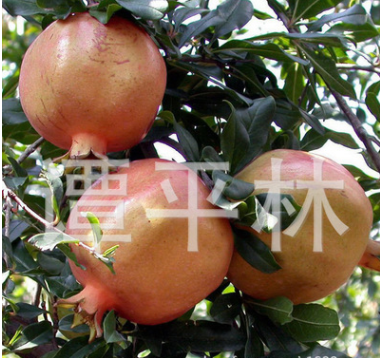 高產甜石榴苗 高成活率水果樹苗 庭院果樹種苗 石榴苗批發
