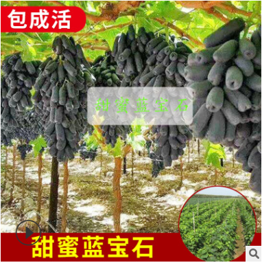 供應(yīng) 不論品種葡萄苗 占地苗 廠家直供