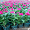 現貨供應 觀賞花卉 綠化植物 長春花 品種繁多 量大從優