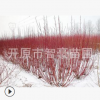 苗木基地.常年批發(fā)優(yōu)質(zhì)苗木紅瑞木抗?jié)?規(guī)格齊全