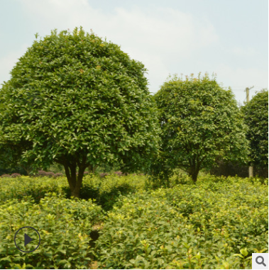 桂花樹 桂花 園林景觀 八月桂 月月桂 丹桂 苗木