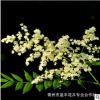 基地批發綠化苗珍珠梅苗 珍珠梅小苗 庭院觀賞優質珍珠梅樹苗