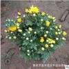 批發千頭菊盆栽 辦公室桌面盆栽植物 菊花盆栽 桌面擺放美化環境