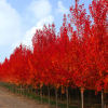 日本紅楓苗批發(fā) 園林工程綠化苗木 紅楓嫁接樹苗 喬木 紅楓小苗