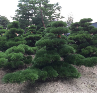 供應日本大中型進口造型原生盆景盆栽黑松白芽松別墅庭院景觀松樹