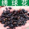林木種子新采繡球花種子八仙花種子木繡球種子紫陽花洋繡球?qū)嵕罢?></span></a>
<div   id=