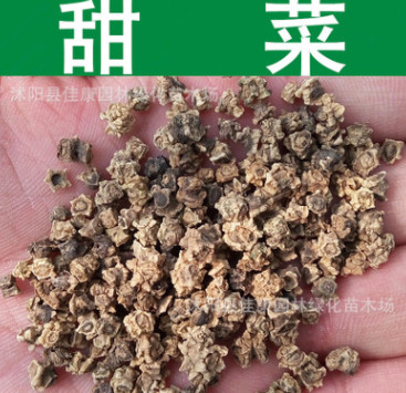 蔬菜種子優質甜菜種子紅菾菜紅菜頭種子根用紅100.00甜菜火焰菜種子