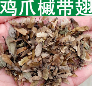 林木種子新采優(yōu)質(zhì)小葉雞爪槭種子槭樹科雞爪楓小粒雞爪槭實景拍攝