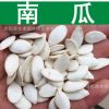 蔬菜種子新采優質南瓜種子倭瓜番南瓜飯瓜種子發芽率高實景拍攝