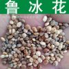 草花種子 魯冰花種子 草本花卉 羽扇豆種子 發芽率高 實景拍攝