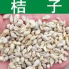果樹種子 優(yōu)質(zhì)桔子種子 柑橘 柑桔種子 貢桔 橘子種子 實(shí)景拍攝