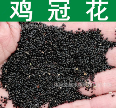 草花種子 優(yōu)質(zhì)雞冠花種子 雞髻花種子 老來紅 小頭雞冠 四季播種