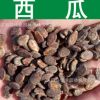 蔬菜種子批發(fā)正宗西瓜種子夏瓜青門綠玉房寒瓜種子芽率高實(shí)景拍攝