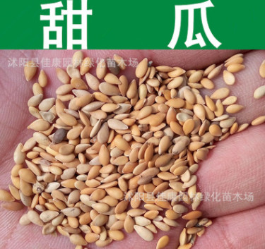 蔬菜種子優(yōu)質(zhì)甜瓜種子甘瓜香瓜種子香甜味濃瓜果蔬菜實景拍攝