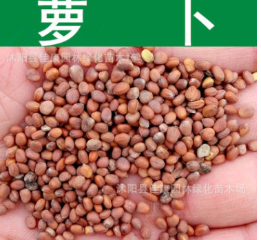 蔬菜種子新采優(yōu)質(zhì)蘿卜種子青紅白蘿卜陽臺種植散稱混裝型萊菔種子