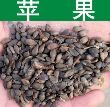 果樹種子新采優(yōu)質(zhì)蘋果種子正宗蘋果樹種子 顆粒飽滿 發(fā)芽率高