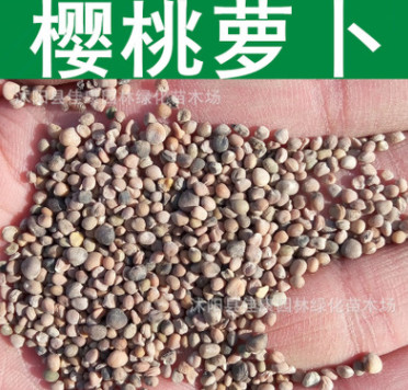 蔬菜種子優(yōu)質(zhì)櫻桃蘿卜種子四季播種水蘿卜櫻桃紅蘿卜種子小紅蘿卜