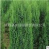 大量供應優質綠化苗木刺松小苗 綠化行道樹龍柏 刺松苗 量大優惠