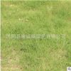 草坪草種 天堂草狗牙根草皮工程草坪鋪設基地直銷規格齊全