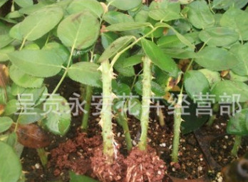 呈貢斗南[專供江蘇宿遷、新疆]工程用苗、切花用苗、占地用苗