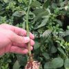 云南【全國銷售】昆明呈貢斗南無刺薔薇