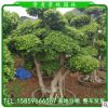 榕樹樁頭 榕樹苗 福建種植基地 廠家直銷 提根榕樹盆景