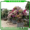 多花三角梅 鴛鴦雙色三角梅 多規(guī)格供應(yīng) 福建基地直銷