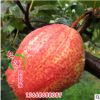 基地直銷梨苗 早酥紅梨苗 梨苗品種純正 價(jià)格合理