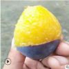 西梅李子樹苗現(xiàn)挖現(xiàn)賣品種齊全李子樹苗味道酸甜可口優(yōu)質(zhì)李子樹苗