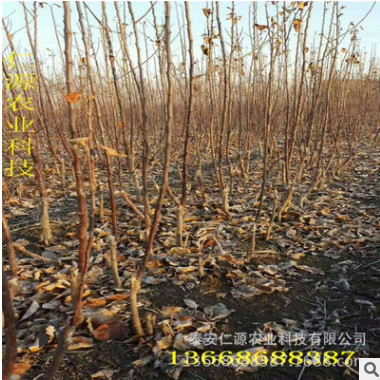 紅肉蘋果苗 出售優質成活率高易管理紅肉蘋果苗 品種齊全紅肉蘋果