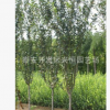 出售2---3公分的木槿樹(shù)苗