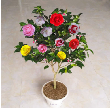 茶花苗山茶花盆栽四季綠植繡球白茶十八學士花卉觀花庭院五色赤丹