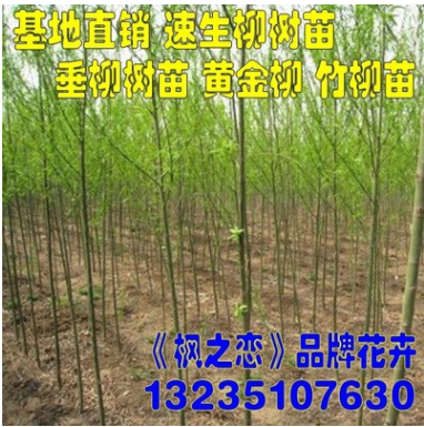 柳樹苗 垂柳樹小苗 竹柳苗黃金柳金絲柳樹苗
