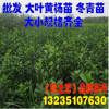 批發(fā)冬青苗 大葉黃楊小苗 北海道黃楊法國(guó)冬青樹(shù)苗