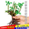 四季開花不斷月季玫瑰花苗大花濃香型花卉綠植庭院陽臺盆栽植物